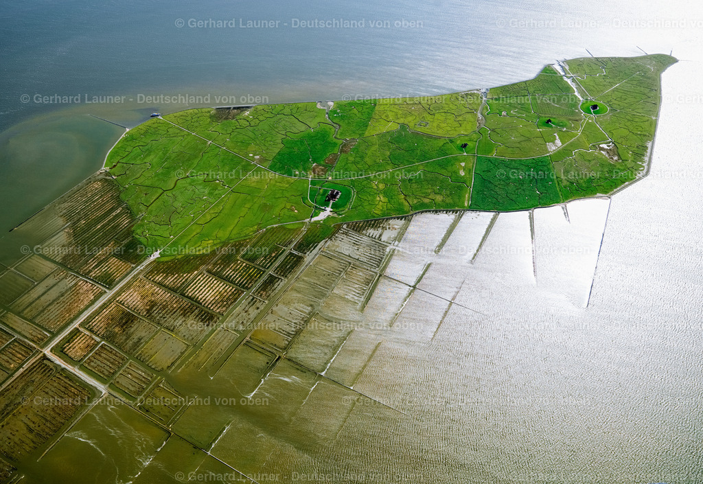 3091366 | Nordstrandischmoor, Nationalpark Schleswig-Holsteinisches Wattenmeer