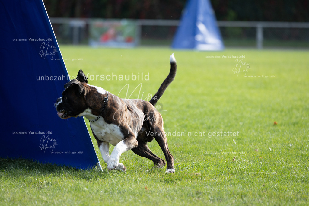 _16A6476 | Einzigartige Fotos von Hunden & Menschen –Actionfotos, Portraits, Vereinsaufnahmen & Paarshootings – authentisch, lebendig & mit Herz.