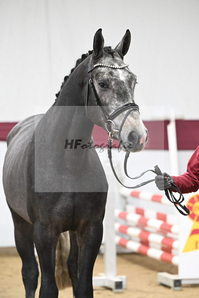 Kat-Nr. 71 Comilfo Plus Z x Casallco_PBM Pfefferle GmbH_47252837 | hf-fotografie - Realisiert mit Pictrs.com