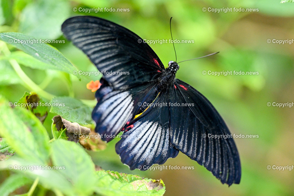 Botanischer Garten Linz_ Schmetterlinge_ Orchideen_ 21.01.2024-71 | 21.01.2024, Botanischer Garten Linz, AUT, Schmetterlinge, im Bild tropische Schmetterlinge, Schmetterling, Falter, Natur, Tiere, Blumen, Pflanzen, Insekten, Butterfly, Tropenhaus