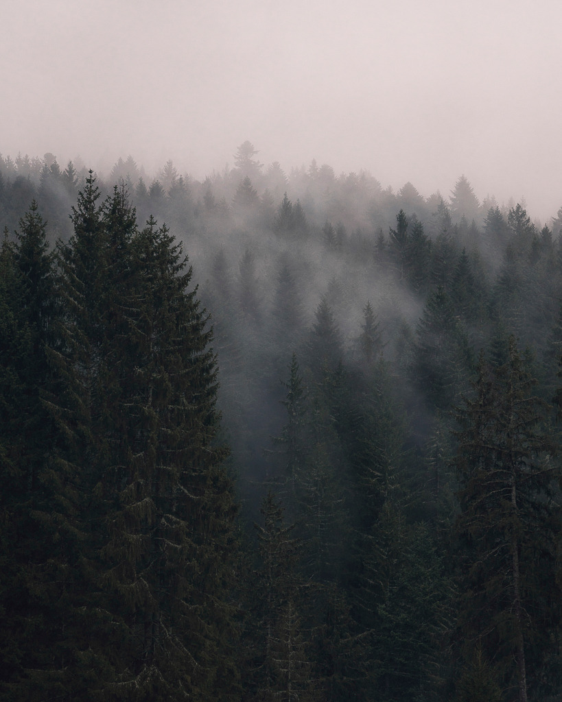 Wald im Nebel – Schwarzwald im Herbst | Ein dichter Tannenwald im Schwarzwald, eingehüllt in feinen Nebel. Dieses stimmungsvolle Motiv bringt Ruhe, Tiefe und die Magie des Herbstes an die Wand – ideal für alle, die das Natürliche und Reduzierte schätzen. - Realisiert mit Pictrs.com