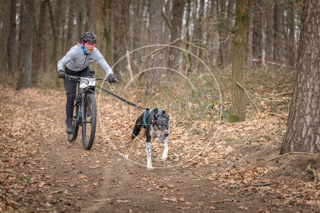 Pfotenfotografie_DV3A6386 | Hundefotografie, Tierfotograf, Pfotenfotografie, Fotoshooting Hund, Hunde Portrait, Hundesport, Hundeportraits, Heideshooting, Hunde, Sportfotograf, Hundefotograf, Turnierhundsport, THS,  - Realisiert mit Pictrs.com