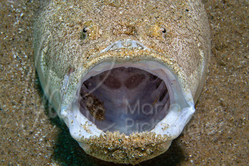 Uranoscopus scaber | Himmelsgucker - Realisiert mit Pictrs.com