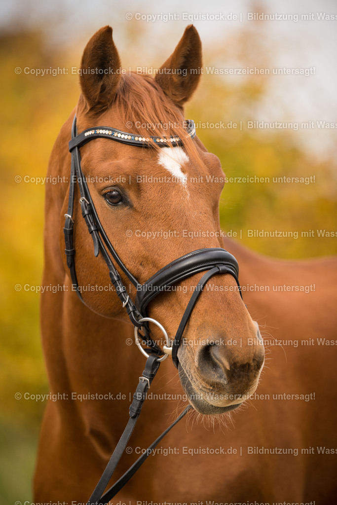 20151019_TOMsPiC_0305 | equistock