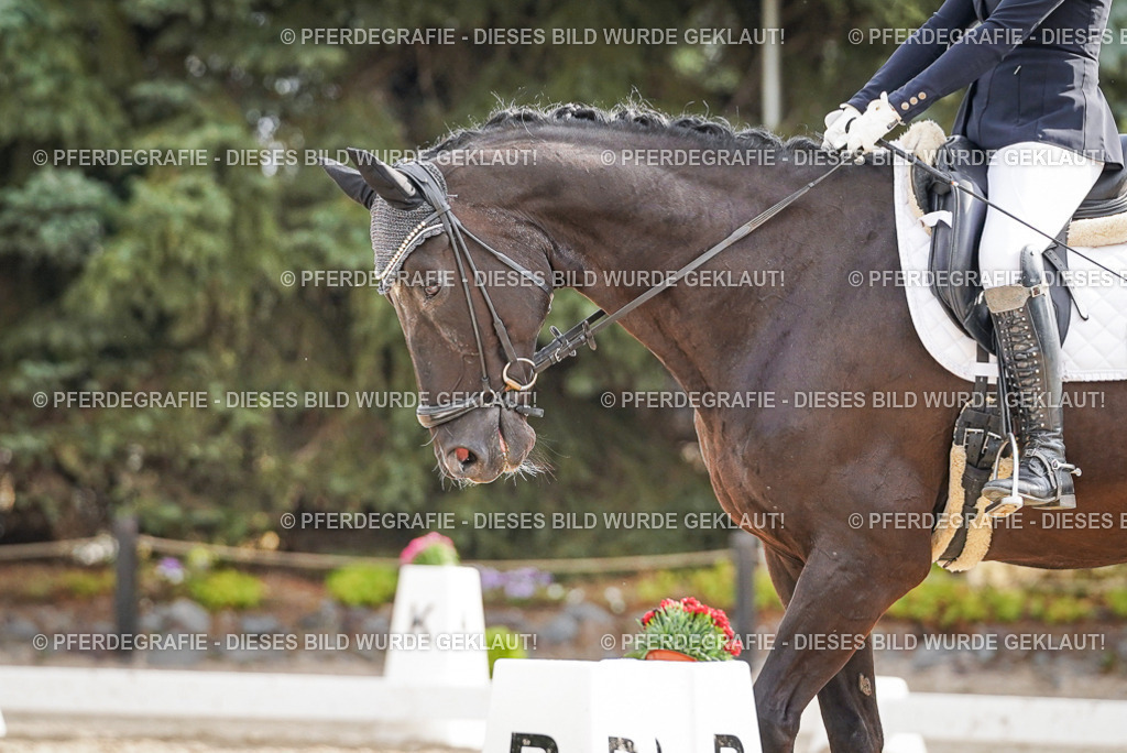 DSC00957 | Pferdegrafie