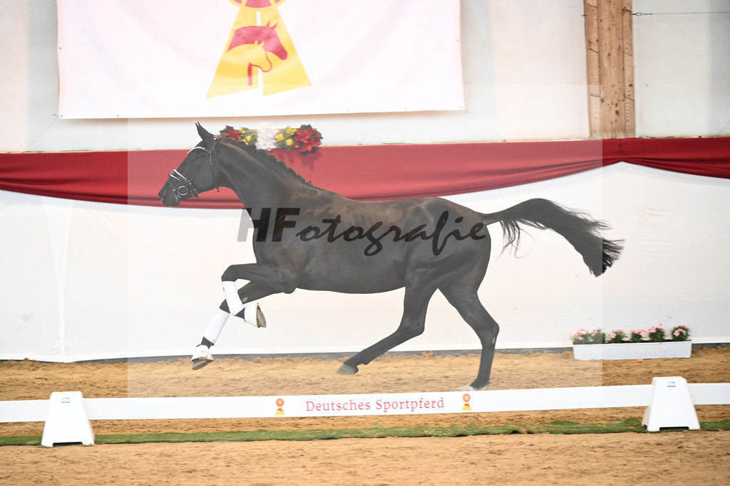 Kat-Nr. 33 Glamourdale x Vitalis_Beckmann_43230996 | hf-fotografie - Realisiert mit Pictrs.com
