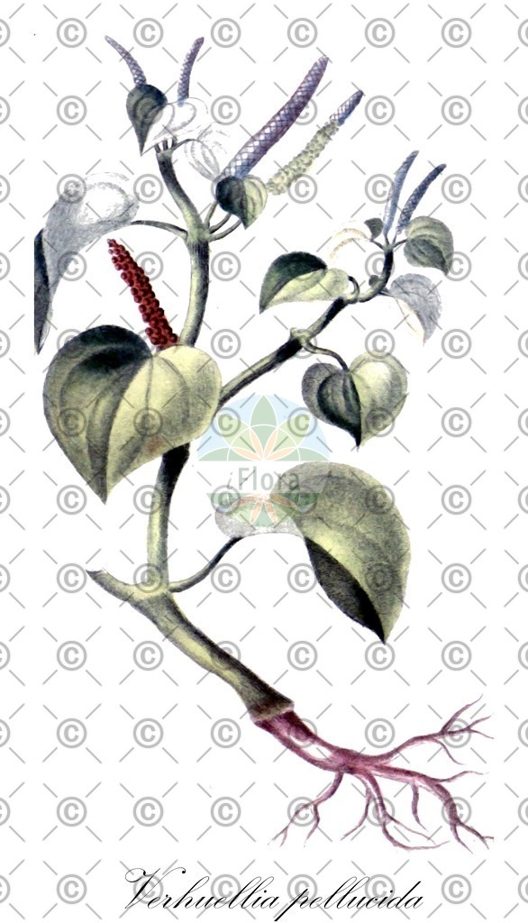 HistAbb_wfo-0000004914_1_SIMPLE | Historische Abbildung von Verhuellia pellucida - Piperaceae | Historical Illustration of Verhuellia pellucida - Piperaceae
