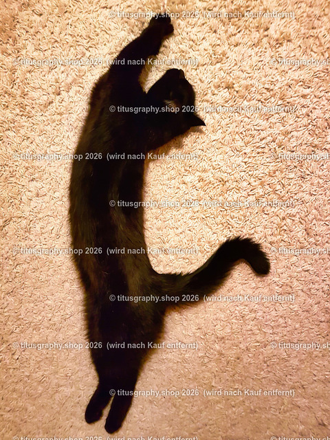 Garfield 102 | titusgraphy.eu präsentiert anspruchsvolle Katzenfotos in verschiedenen Variationen.  - Realisiert mit Pictrs.com