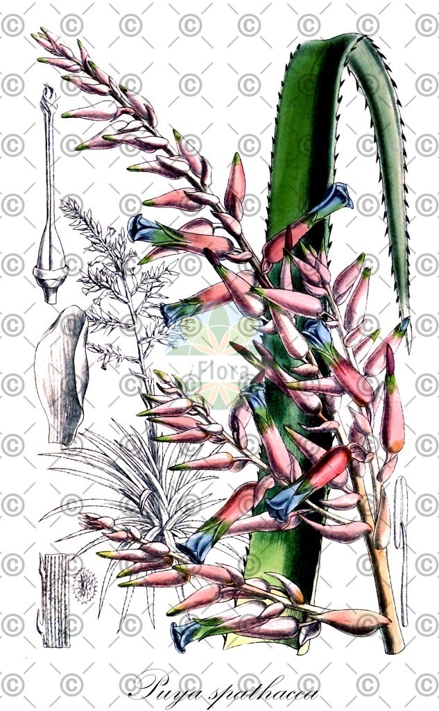 HistAbb_wfo-0000476435_1_ENZY_Simple | Historische Abbildung von Puya spathacea - Bromeliaceae | Historical Illustration of Puya spathacea - Bromeliaceae