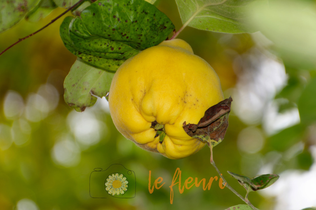 DSC_0037-NEF_DxO_DeepPRIME | Dies ist der Shop von Florian Blum - le fleuri. Langenthal, Bern, SchweizSie können hier meine oder ihre eigenen Fotos als Fotoprodukte kaufen. Tassen, Schlüsselanhänger, Taschen etc. können Sie hier gestalten.  - Realisiert mit Pictrs.com