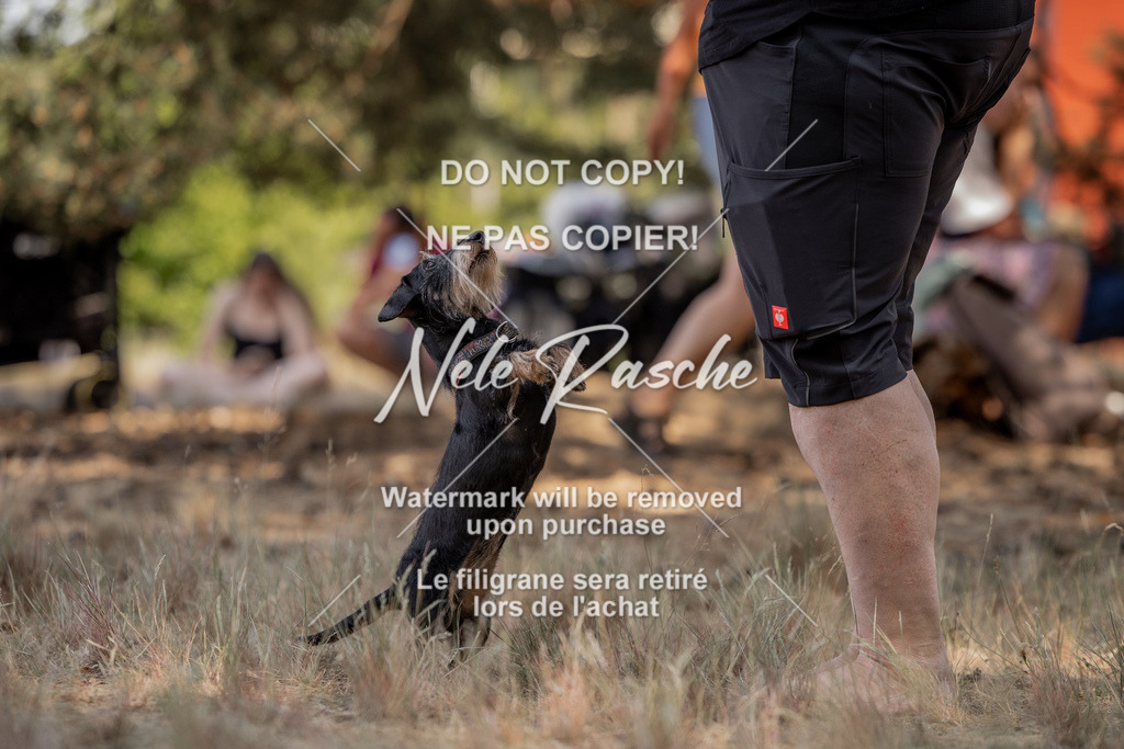 nelerasche_soDD2_28 | nelerasche