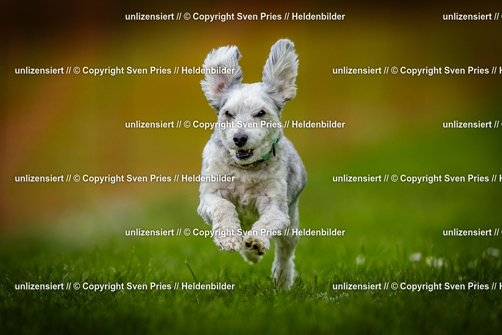 Sven Pries | 2025-04-13 - Hunderennen Baden-Baden - Realisiert mit Pictrs.com