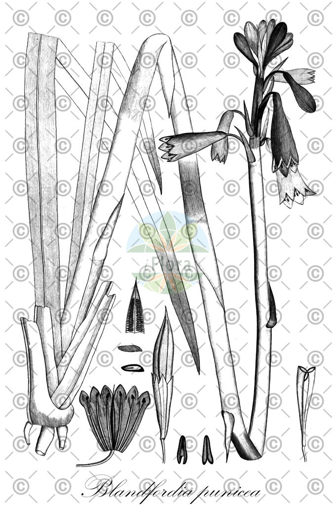 HistAbb_wfo-0000761606_3_ENZY_Simple | Historische Abbildung von Blandfordia punicea - Blandfordiaceae | Historical Illustration of Blandfordia punicea - Blandfordiaceae