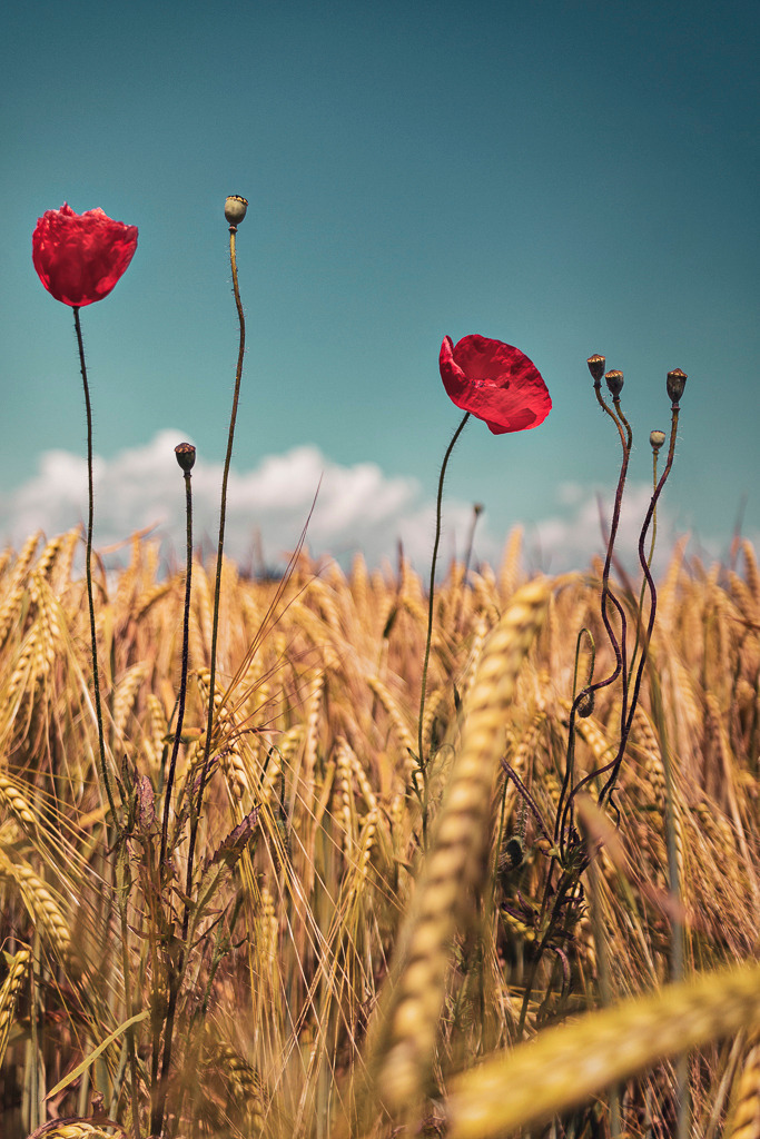 Sommerfarben – Mohn im Kornfeld | Zwei leuchtend rote Mohnblumen stehen inmitten eines goldenen Kornfelds vor strahlend blauem Himmel. Ein Bild, das nach Sommer duftet – natürlich, warm und voller Lebensfreude. - Realisiert mit Pictrs.com