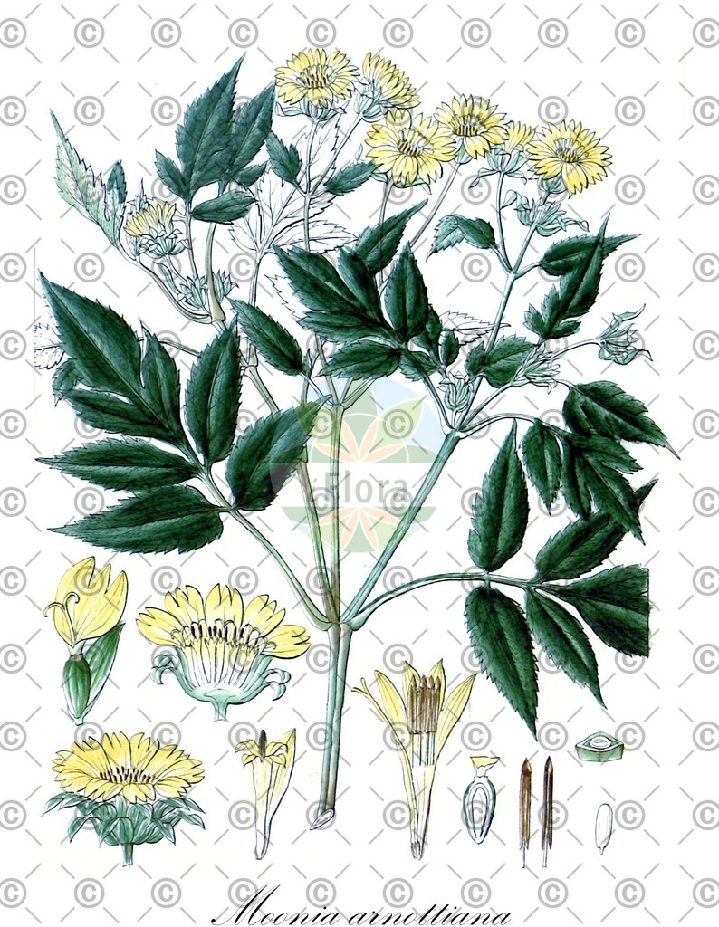 HistAbb_wfo-0000816403_2_ENZY_Simple | Historische Abbildung von Moonia arnottiana - Asteraceae | Historical Illustration of Moonia arnottiana - Asteraceae