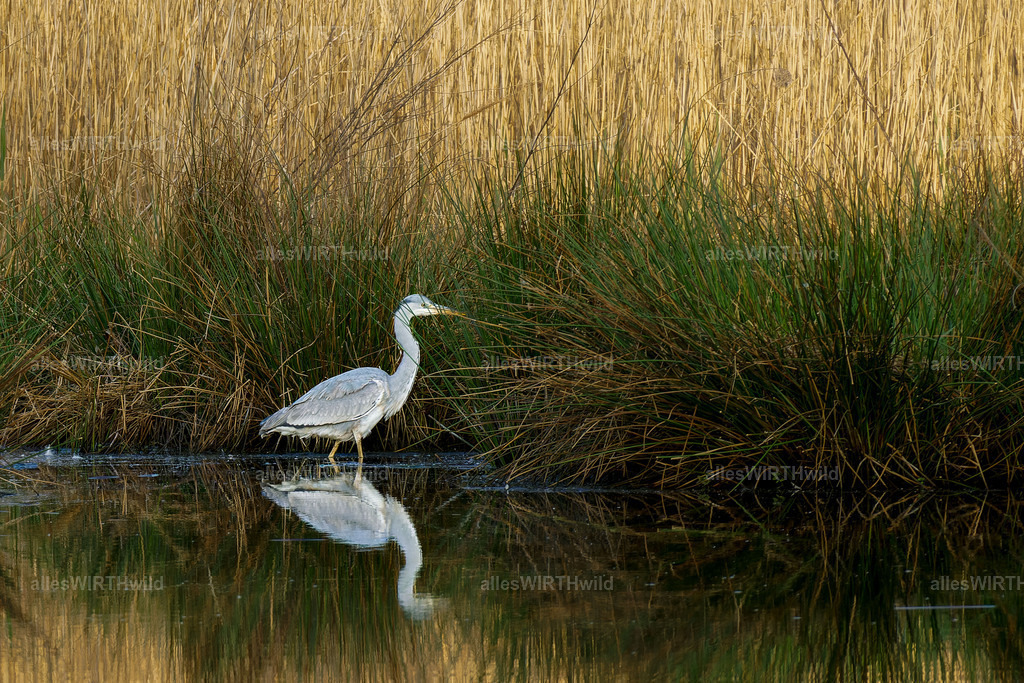 Daniel Wirth - www.allesWIRTHwild.de -DSC08088-DNG_DxO | Entdecke die faszinierende Welt der Natur- und Wildlife-Fotografie von Daniel und Bärbel. Inspirierende Bilder von wilden Tieren und kleinen Naturwundern.