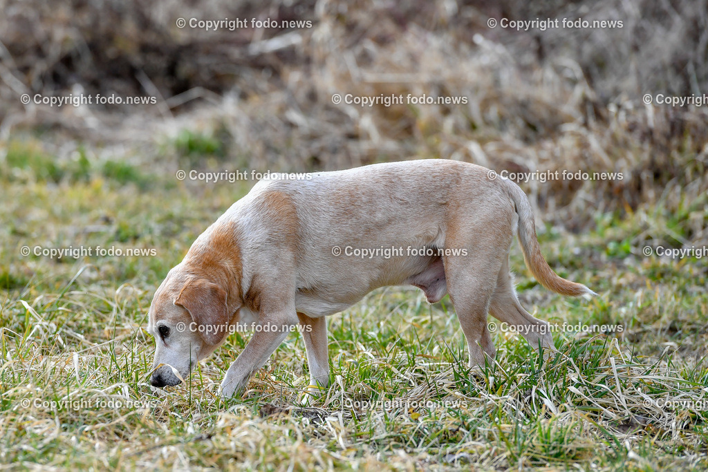 Hund_ Hunde_ Freilaufflaeche_ 20.02.2022-44 | 20.02.2022, Linz, AUT, Hund, Hunde, Themenbild, im Bild Hund, Hunde, spazieren, Freilaufzone, Spazierweg, Arrigo und Luigi