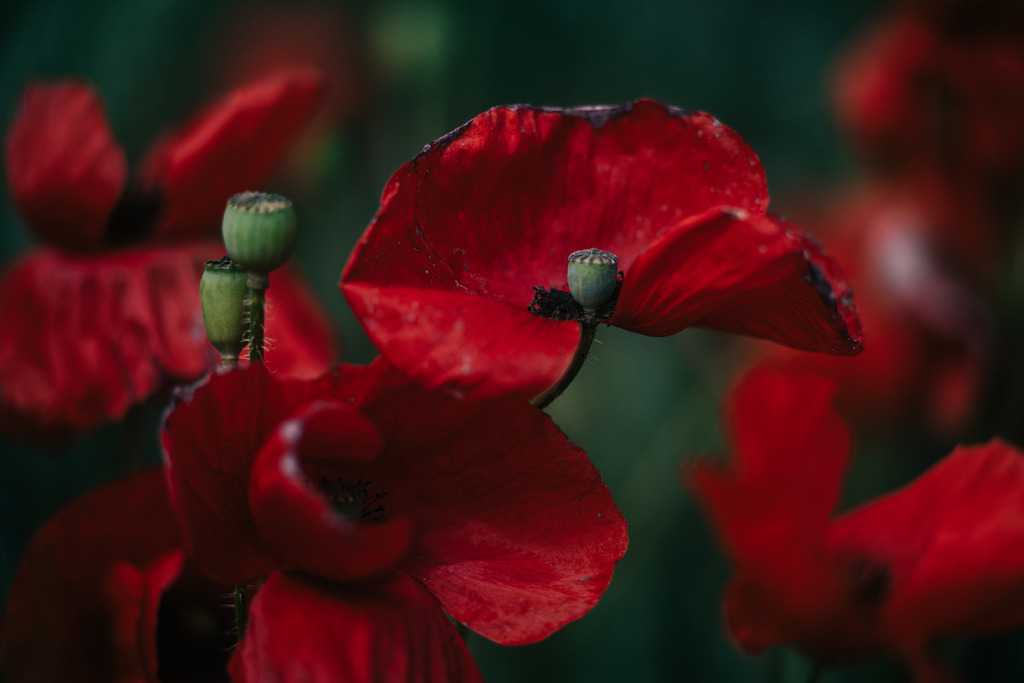 Mohn | Simone Sonderegger Photography