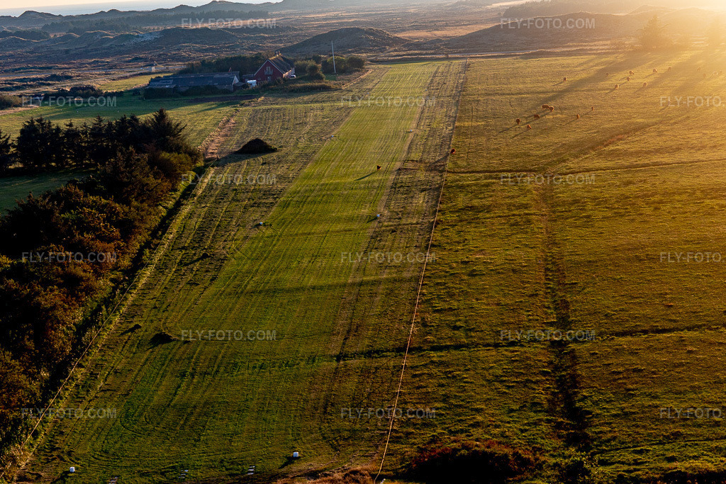 Aerial view: International Airport with Highland cattle in Fanø in the state South Denmark, Denmark.Photo: IMG_118982.jpg taken on 09/21/2019 by Werner Riehm/FLY-FOTO.comResolution of the original: 5311 x 3541 px