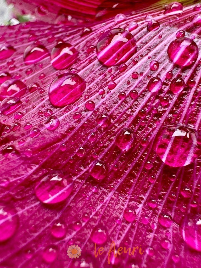 IMG_3468 | Dies ist der Shop von Florian Blum - le fleuri. Langenthal, Bern, Schweiz. Sie können hier meine oder ihre eigenen Fotos als Fotoprodukte kaufen. Tassen, Schlüsselanhänger, Taschen etc. können Sie hier gestalten.  - Realisiert mit Pictrs.com