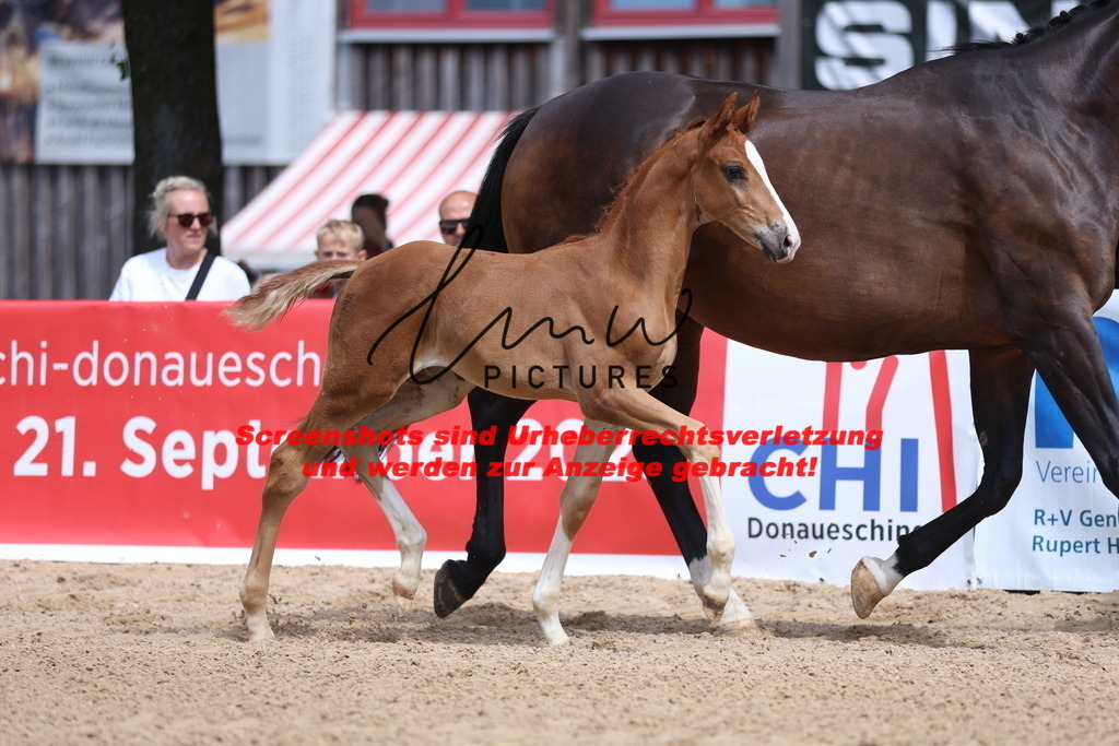 Fohlenschau_Schwäbisch_Hall_dressurbetonte_Fohlen_KN 7_3 | lmwpictures - Realisiert mit Pictrs.com