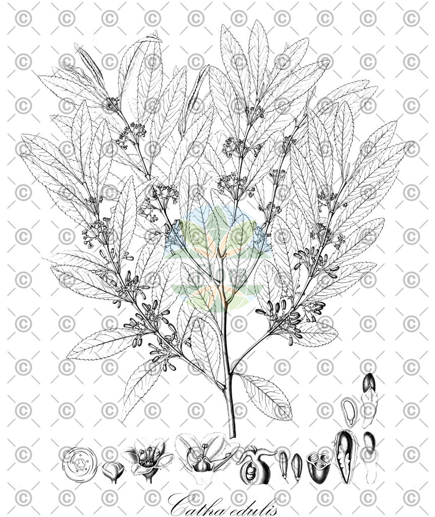 HistAbb_wfo-0000819442_1_ENZY_Simple | Historische Abbildung von Catha edulis - Celastraceae | Historical Illustration of Catha edulis - Celastraceae