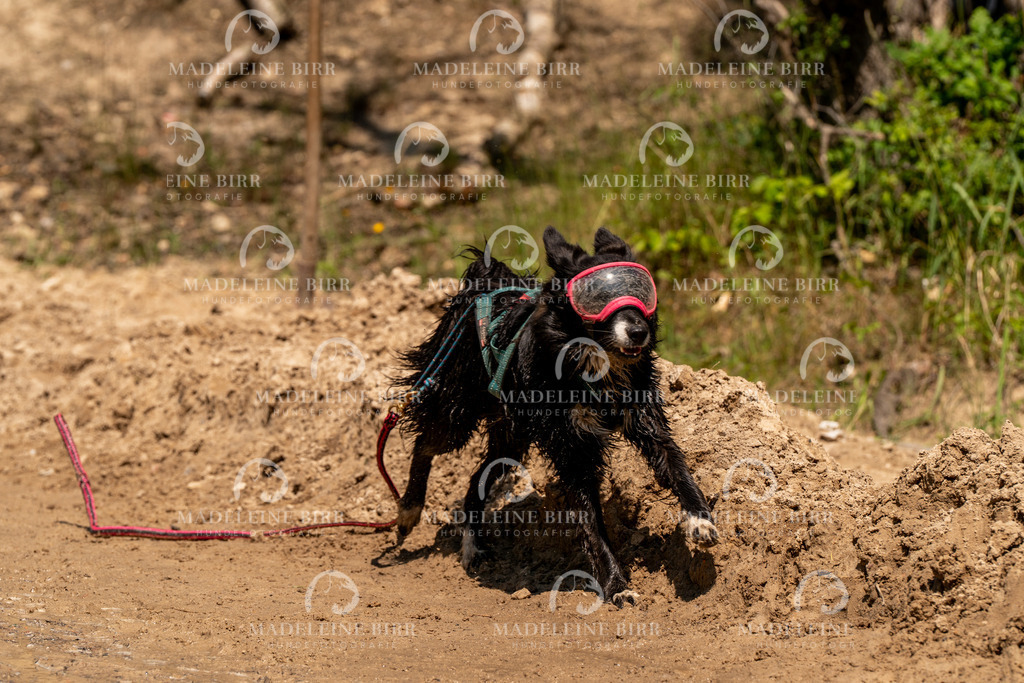 madeleinebirr.fotografie.2026.CC-hoope.samstag.14-26-23.97 | hundefotografie-birr