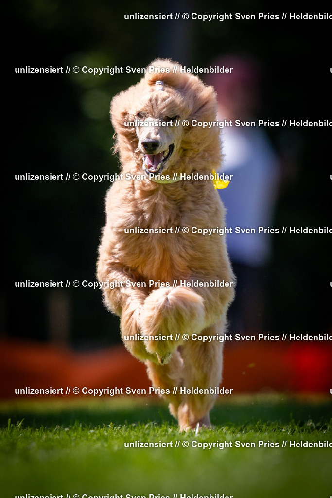 Sven Pries | 2025-08-10 - Hunderennen Durlach - Realisiert mit Pictrs.com