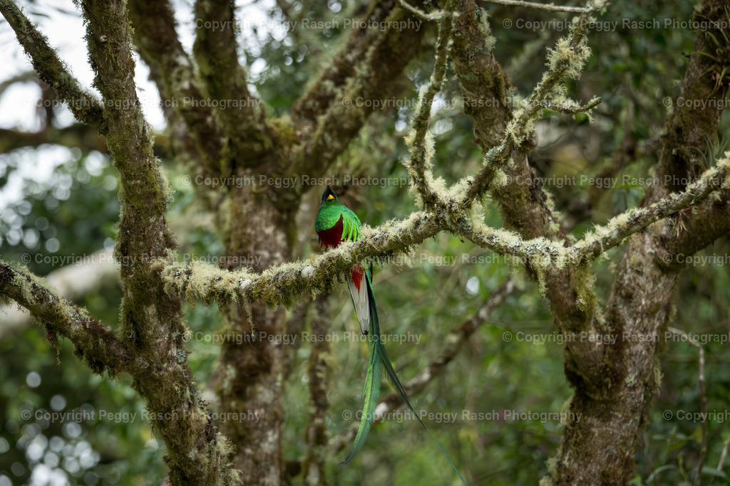 Quetzal  (2) | PeggyRaschPhotography - Realisiert mit Pictrs.com