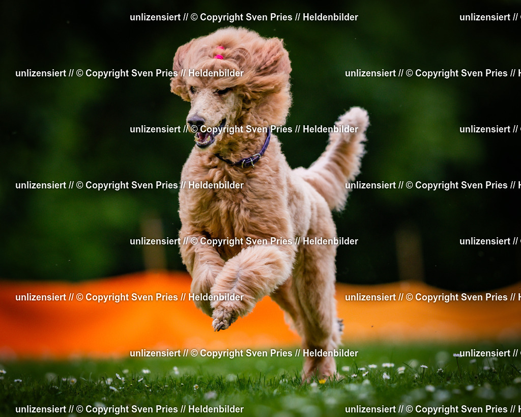 Sven Pries | 2025-05-29 - Pudelrennen KA-Durlach - Realisiert mit Pictrs.com