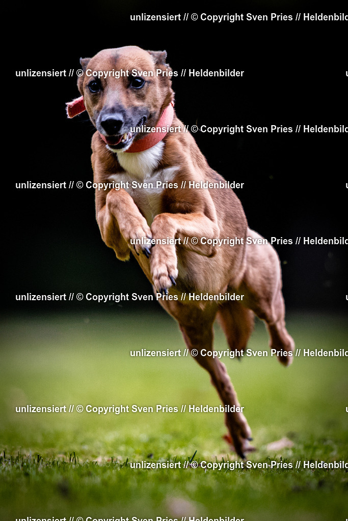 Sven Pries | 2025-10-03 - Hunderennen Obergrombach - Realisiert mit Pictrs.com