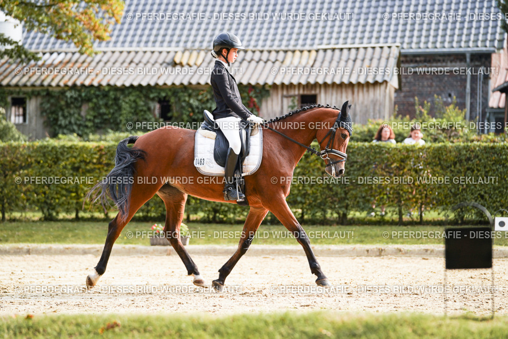 DSC05113 | Pferdegrafie