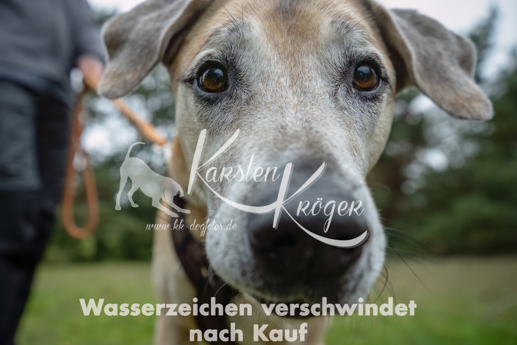 0942_ZZ90804-Bearbeitet | kk-dogfotos