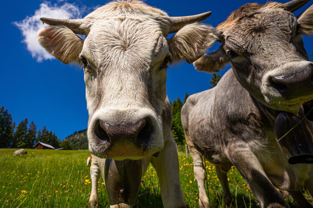 Kühe im Allgäu | <meta name="keywords" content="Bergbilder, Hochzeitsfotografie, Actionshootings, Fotografiearbeiten, Berglandschaften, Naturfotografie">

 - Realisiert mit Pictrs.com