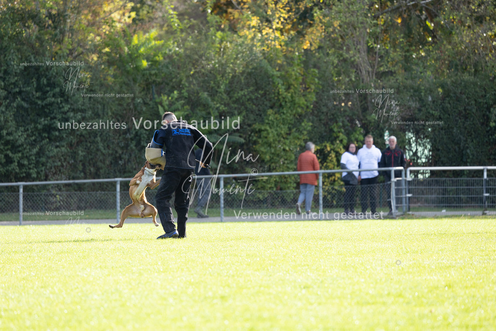 _16A6566 | Einzigartige Fotos von Hunden & Menschen –Actionfotos, Portraits, Vereinsaufnahmen & Paarshootings – authentisch, lebendig & mit Herz.