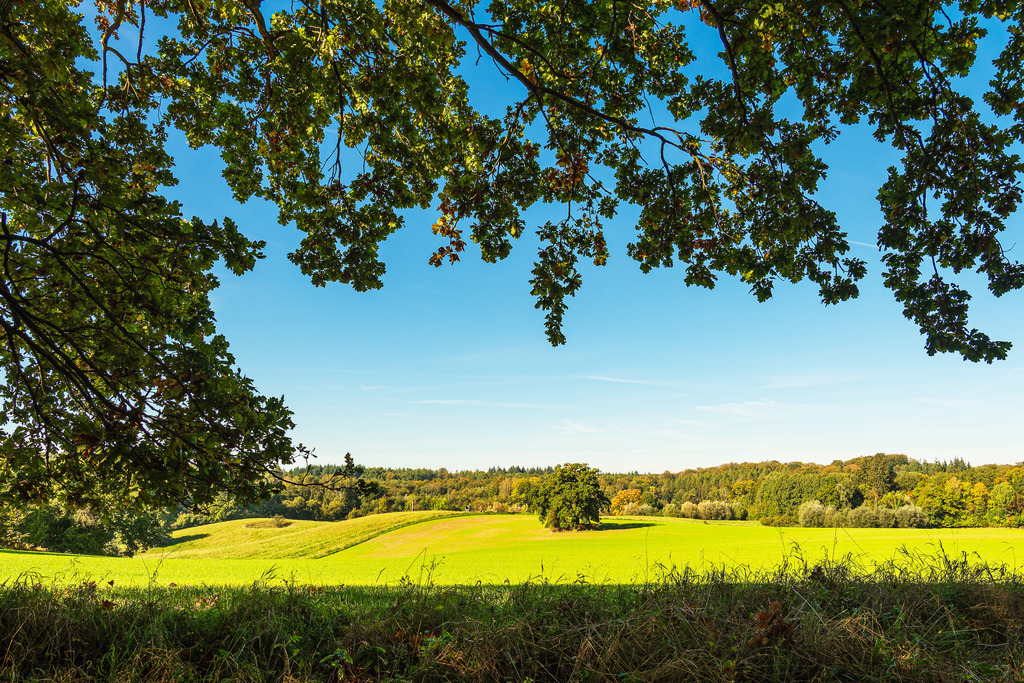 Landschaft mit Koppel und Bäumen bei Hohen Demzin | Landschaft mit Koppel und Bäumen bei Hohen Demzin.