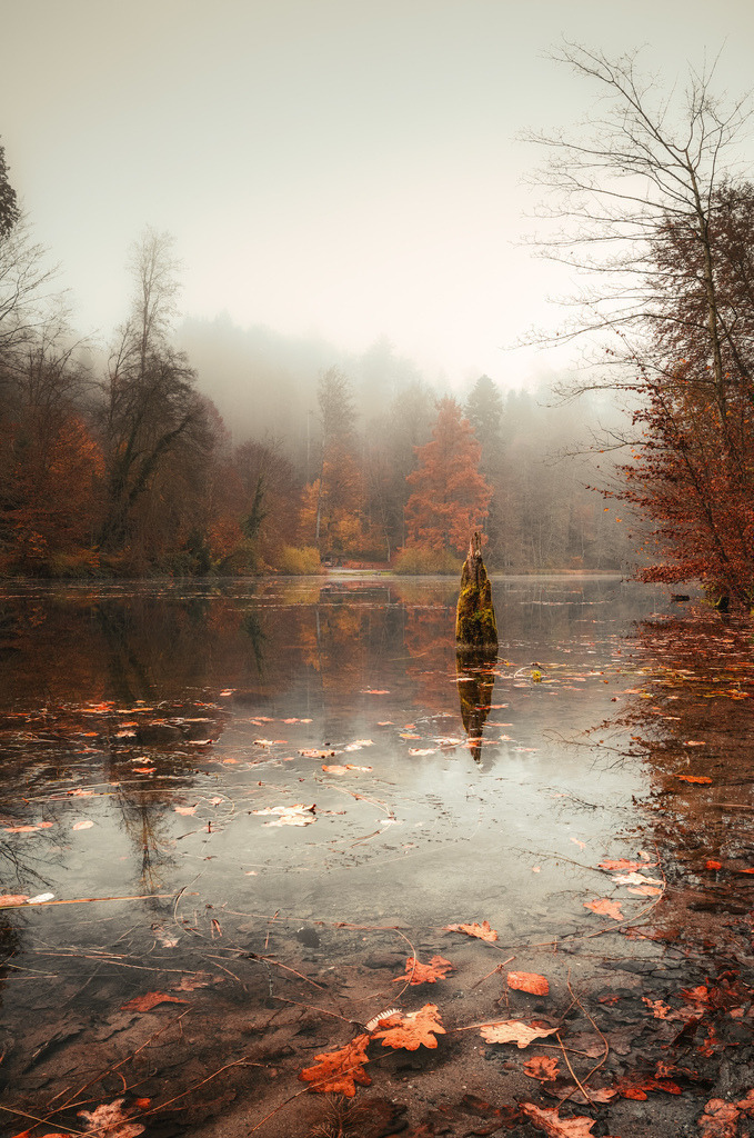 Herbst im Steinhauser Wald | Klein, aber ausdrucksstark ist der kleine Waldsee im Steinhauser Wald im herbstlichen Nebel. - Realisiert mit Pictrs.com