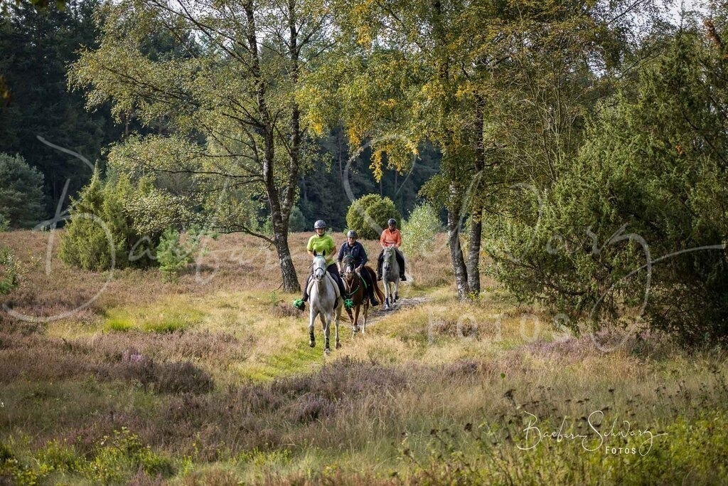 DdLH-WehlenerHeide_2025-09-20_16 | Fotografie, Veranstaltungs-Fotografie, Pferde-Fotografie, Landschafts-Fotografie, Reise-Fotografie - Realisiert mit Pictrs.com