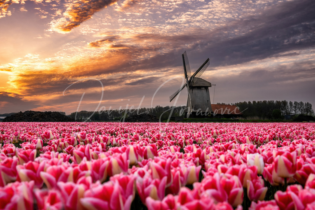 Tulpenmeer | Windmühle und Tulpenmeer zum Abendrot in der Nähe von Alkmaar