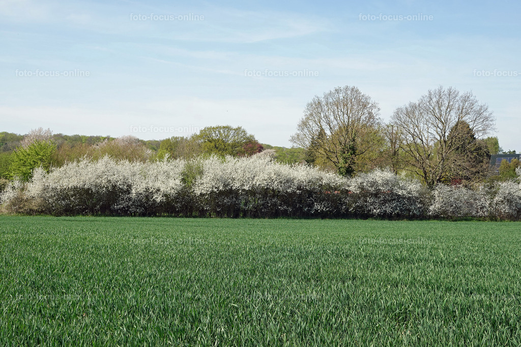 springtime_58 | springtime