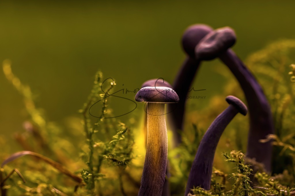 Pilzlaterne | Simone Sperber, svb-photography,Fotografin,Bilddesignerin,Naturfotografie,Macrofotografie,Tierfotografie,Wildtierfotografie,Ausstellungen,Auftragsfotografie,Kunst,Art,Photographer,Shootings,Bildberatbeitung,Galerie,Shop