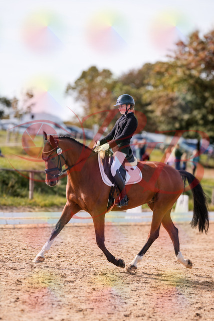 2026_10_03_Siefer-Hof_131706_Z81_65338674 | Professionelle Reitsport-, Turnier- und Eventfotografie von Robert Broda. Galerien mit ausgewählten und bearbeiteten Bildern direkt online ansehen und bestellen.