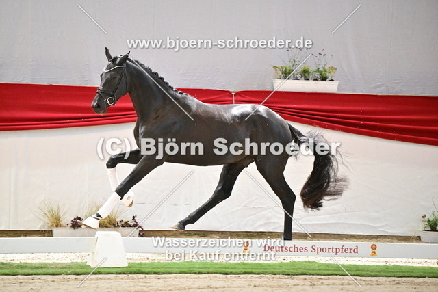 100_Bon Coeur - Quaterback_960_1231 | Björn Schroeder Pferdefotografie