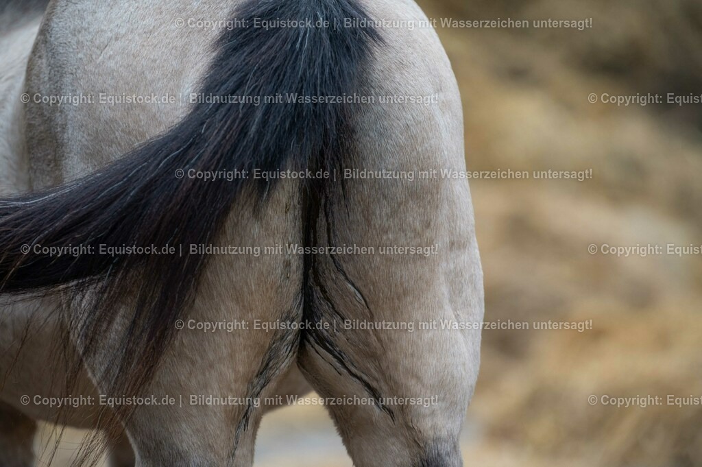 20201030_Kotwasser_0017 | equistock