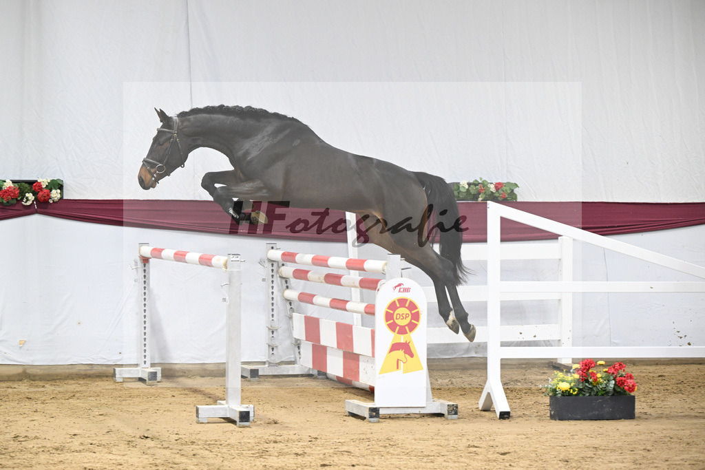 Kat-Nr. 99 Conthalou x Colestus_ZG Erkner_47253213 | hf-fotografie - Realisiert mit Pictrs.com