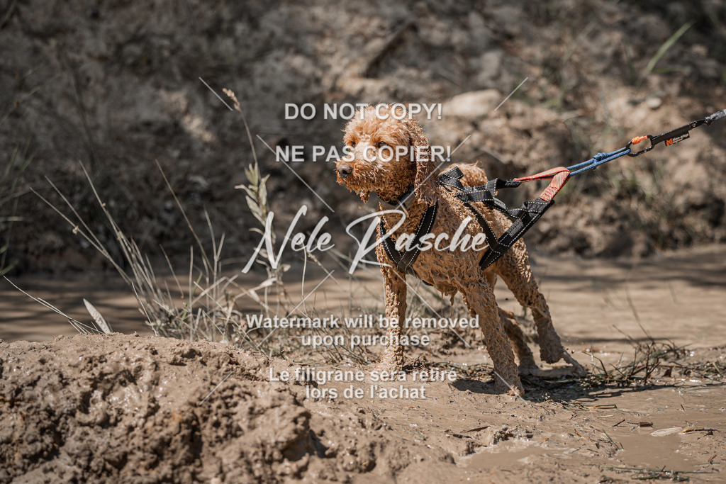 nelerasche_Hoope2026_Sa1400-1430_170 | nelerasche
