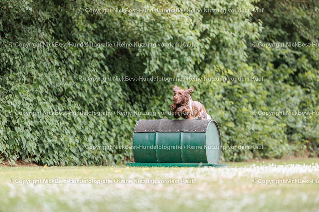 THS-Quakenbrück-2026-Nickbest-Hundefotografie-3237 | Dein Hund! Dein Moment! Deine Erinnerungen! Hundefotografie in Bremen Blumenthal. Ich fange die besonderen Momente deines Vierbeiners ein – ob Indoor mit Blitzanlage oder in der freien Natur. Sicher dir dein Moment und dein Termin für eure Erinnerungen.