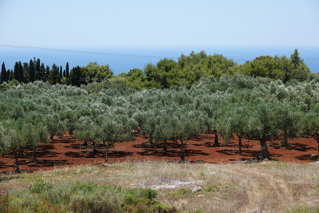 Stories of the Ancient Olive Trees | Ancient Olive Trees