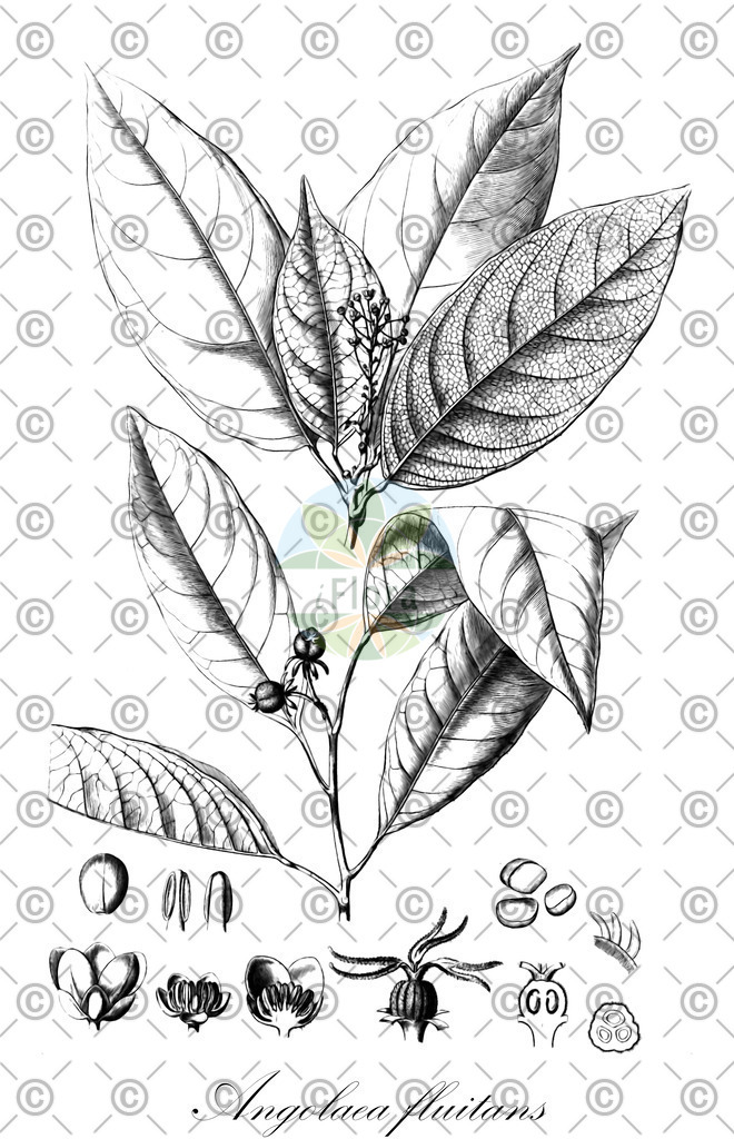 HistAbb_wfo-0000536542_526_ENZY_Simple | Historische Abbildung von Angolaea fluitans - Podostemaceae | Historical Illustration of Angolaea fluitans - Podostemaceae