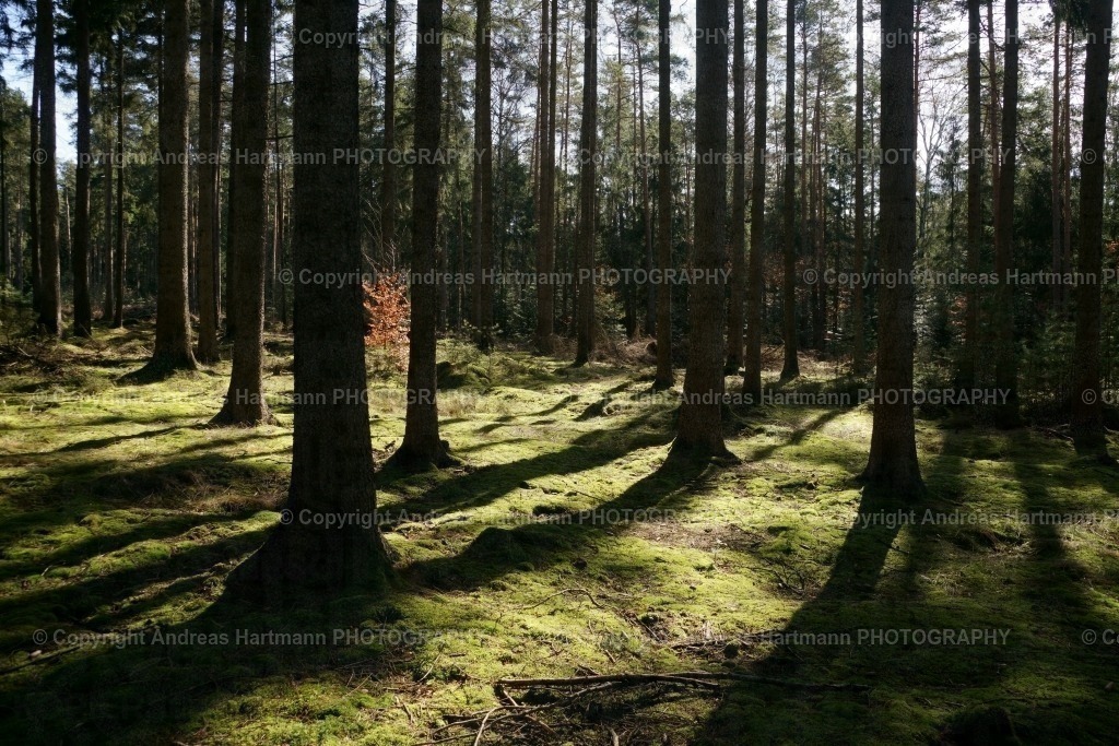 Fichtenwald | Fichtenwald - Realisiert mit Pictrs.com